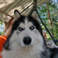 Потеряно:  хаски собака