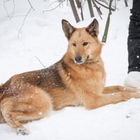 Собака в добрые руки