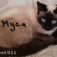 Потеряно:  кошка кошечка