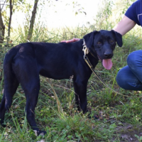 Отдам в добрые руки:  песикпесик