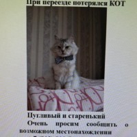 Потерялся пожилой кот