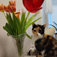 Потеряно:  кошка кошка