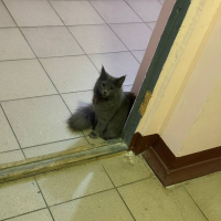 Отдам в добрые руки:  котенка кошечке