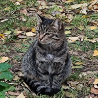 Отдам в добрые руки:  котенка котята собака