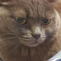 Потерялась кошка