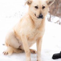 Собака в добрые руки