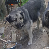 Потеряно:  собака собака