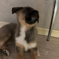 Отдам в добрые руки:  щенку