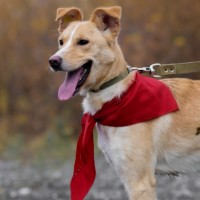 Собака в хорошие руки