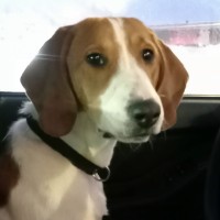 Потерялась собака эстонская гончая