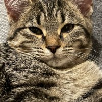 Найден котёнок