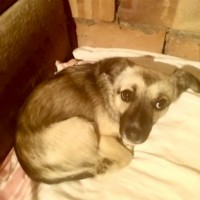 Найдена собака (щенок)