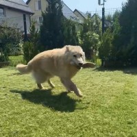 Пропала собака