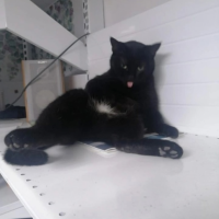 Потеряно:  кошка кошка