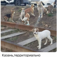 Отдам в добрые руки:  собака щенков