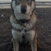 Потерялся Айк