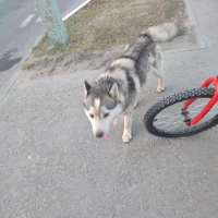 Найдено:  собака