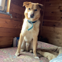 Потеряно:  собака собака