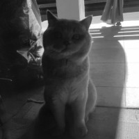 ПОТЕРЯЛА КОТА ПОМОГИТЕ НАЙТИ