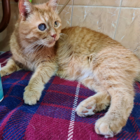 Потеряно:  кот кот