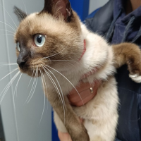 Найдено:  кошечка кошечка