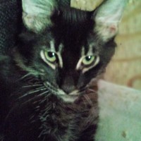 ‼️Помогите найти кота‼️