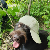 Потеряно:  собакадратхаар