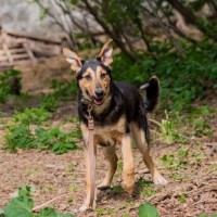 молодая собака в хорошие руки