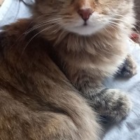 Пропала кошка Муся