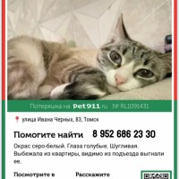 Потерялась кошка