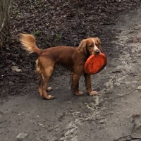 Потерялся русский спаниель