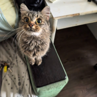 Отдам в добрые руки:  кошку