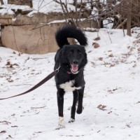 Собака в хорошие руки