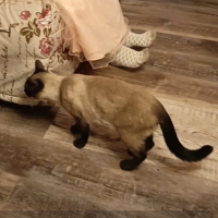 Потеряно:  кот