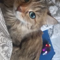 Пропала кошка Муся