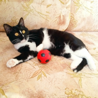 Отдам в добрые руки:  карамелька карамелька