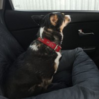 Потерялась собака Рита