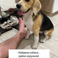 Потеряно:  собака собака собаку