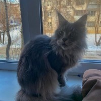 Найден мейкун