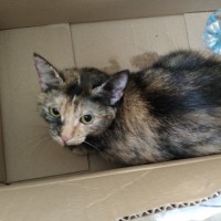 07.03.24 найдена кошка на ул. Артёмовская 14