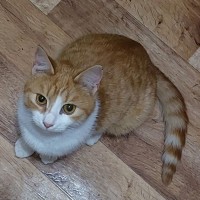 В добрые руки | Найдена кошка