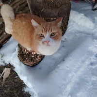 Отдам в добрые руки:  рыжий лапки , грудь мордочка белым окрас рыжий _ белый окрас рыжий _ полосатый