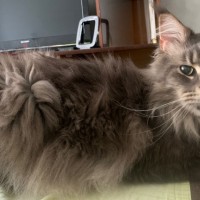 Найден мейкун