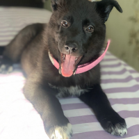 Отдам в добрые руки:  щенка