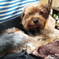 Пропала собака