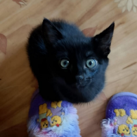 Отдам в добрые руки:  плащ плащ