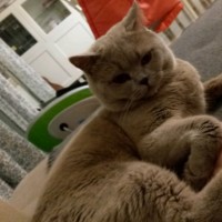 ПОТЕРЯЛА КОТА ПОМОГИТЕ НАЙТИ