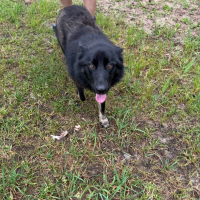 Найдено:  собака