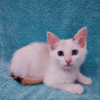 Отдам в добрые руки:  котенок