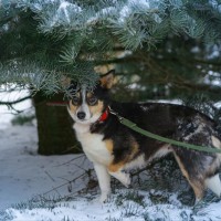 Потерялась собака Рита